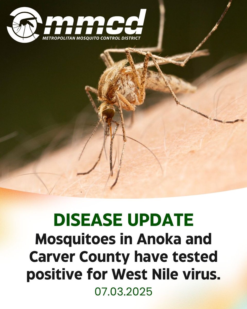 Mosquitoes collected in Anoka and Carver Counties have tested positive for West Nile virus. These are the first positive samples of the year for each of these counties. 

Residents should wear bug spray and eliminate any standing water.