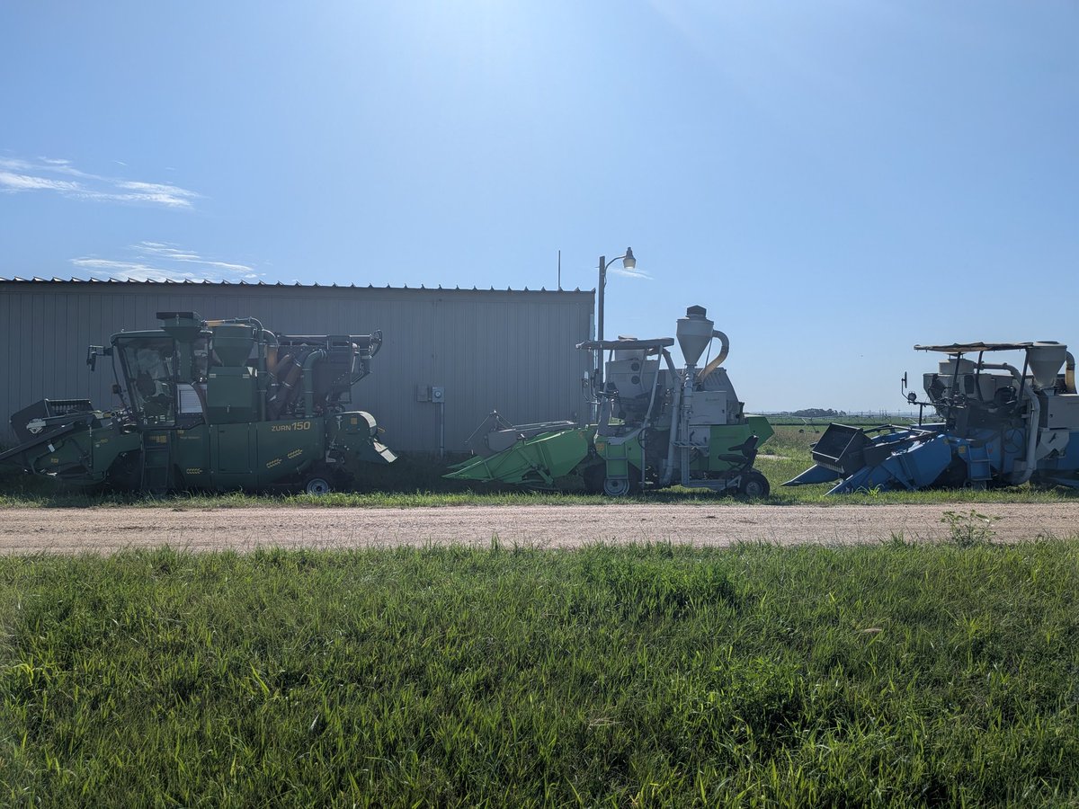 Three little birds waiting for breakfast