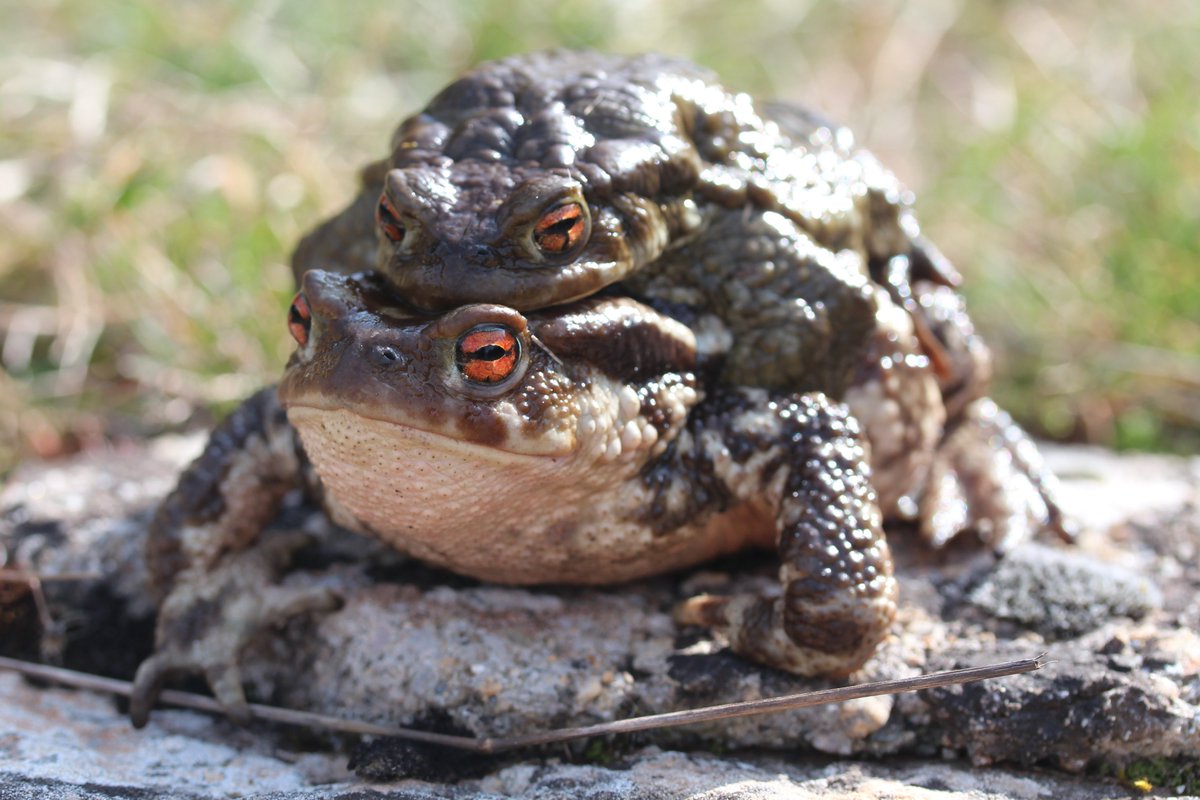 Sex, genes and speciation -  Different chromosomes carrying famous genes determine males and females in common and spiny toads, driving their reproductive barriers. Hybrids, the battle of sex is on!
doi.org/10.1093/molbev…