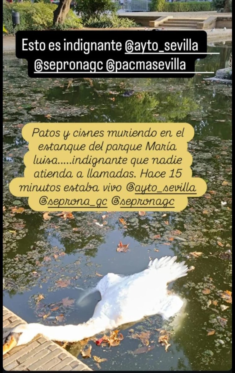 Distrito Este Limpio (@sevillasucia) on Twitter photo <a href="/eveliarincon/">Evelia Rincón</a> <a href="/jlsanzalcalde/">José Luis Sanz</a> <a href="/AmparoGraciani/">Amparo Graciani</a> está es la situación de los animales en el Parque de Maria Luisa. <a href="/eveliarincon/">Evelia Rincón</a> <a href="/jlsanzalcalde/">José Luis Sanz</a> <a href="/AmparoGraciani/">Amparo Graciani</a> está es la situación de los animales en el Parque de Maria Luisa.