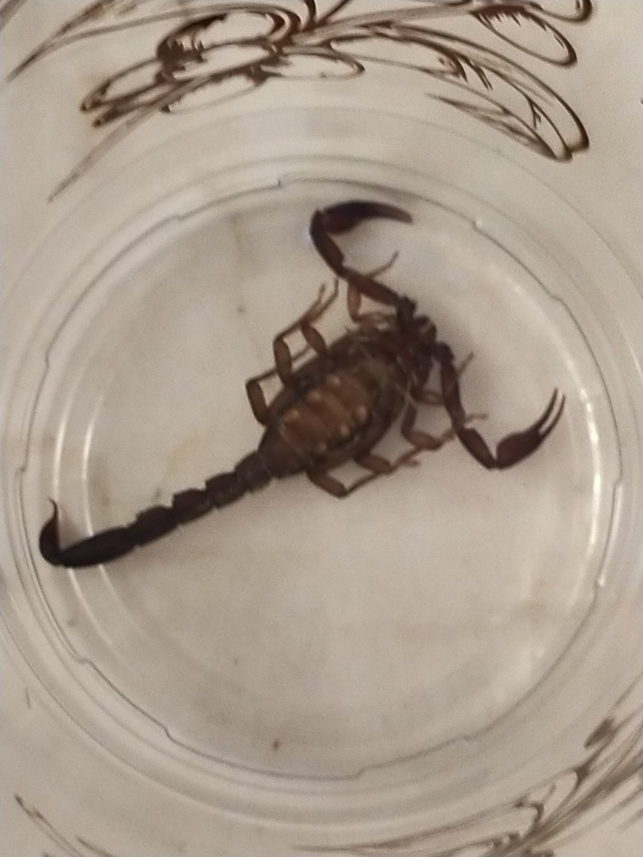 lalowski_'s tweet photo. @Arachno_Cosas Hooola, espero te encuentres muy bien. Felicidades por el excelente trabajo en esta cuenta. Un favor, me ayudas a identificar a este amiguito, desafortunadamente ya estaba muerto. Cdmx, alcaldía Coyoacán, cerca de CU. Saludos y abrazos.😁 https://t.co/s074PjyVH6