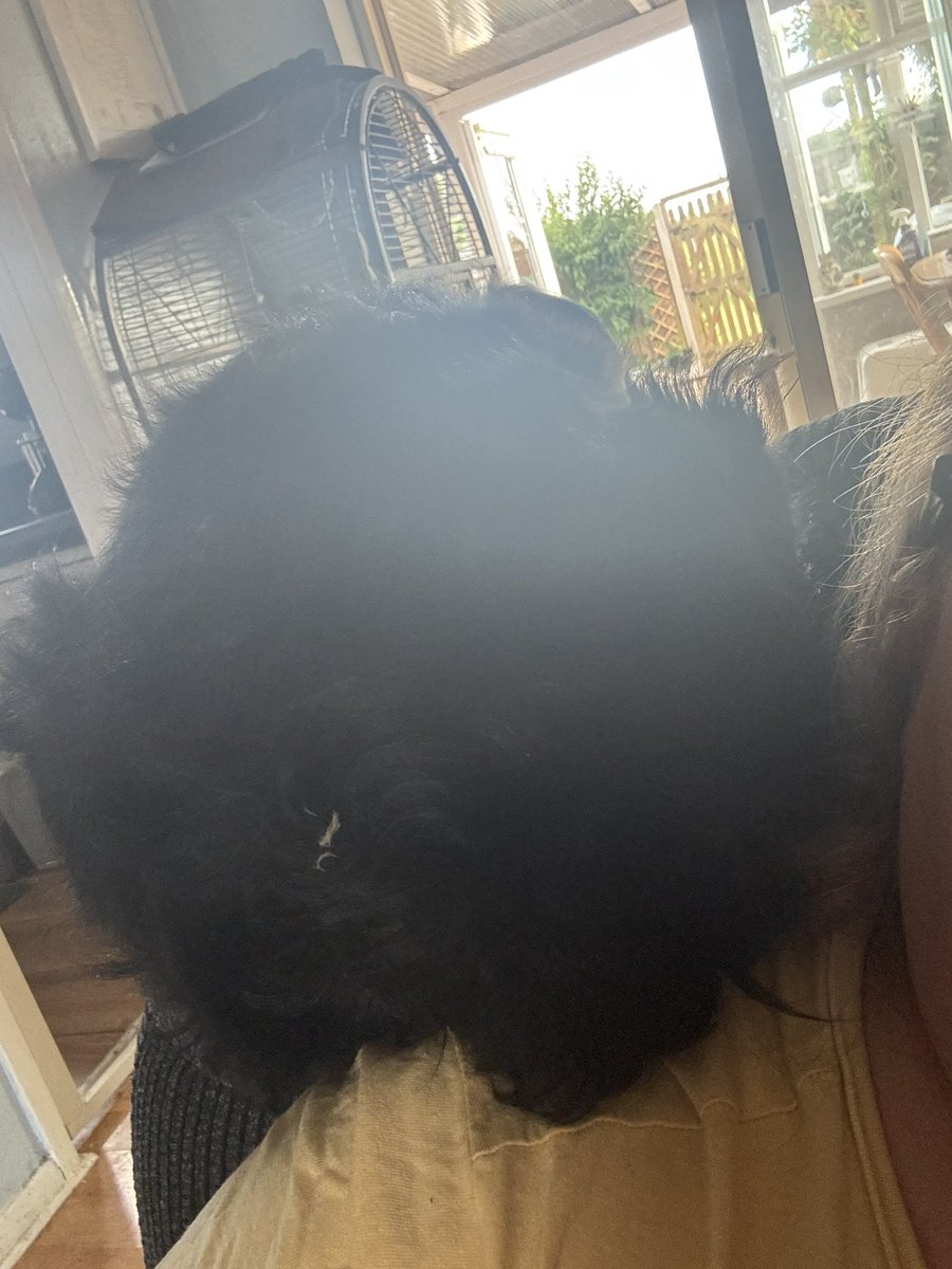Henry 🐾❤️ (With Assistance from Buzz 🌈 & Woody) (@henry_is_me) on Twitter photo Friends I have a question……..
Every time I’m on lookout duty out the back, I like to climb on Mummy’s shoulder. When I do this, she calls me a pain in the butt.
This is a compliment right? That I’m doing a excellent job of being a guard Henry? Friends I have a question……..
Every time I’m on lookout duty out the back, I like to climb on Mummy’s shoulder. When I do this, she calls me a pain in the butt.
This is a compliment right? That I’m doing a excellent job of being a guard Henry?