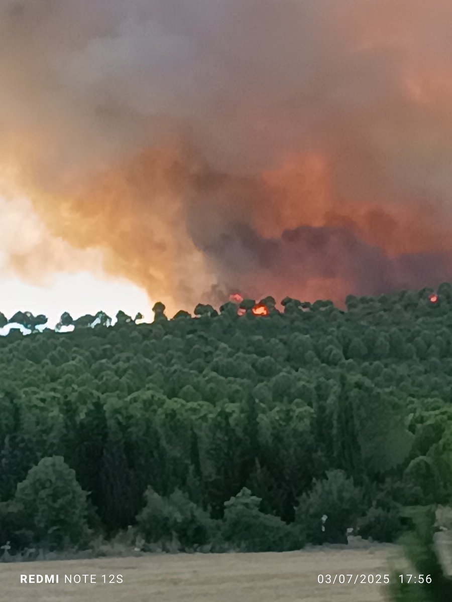 İzmir de orman yanıyor  içindeki hayvan börtü böceğe Allah yardım etsin söndürme ekiplerimizin ayağına taş değmesin