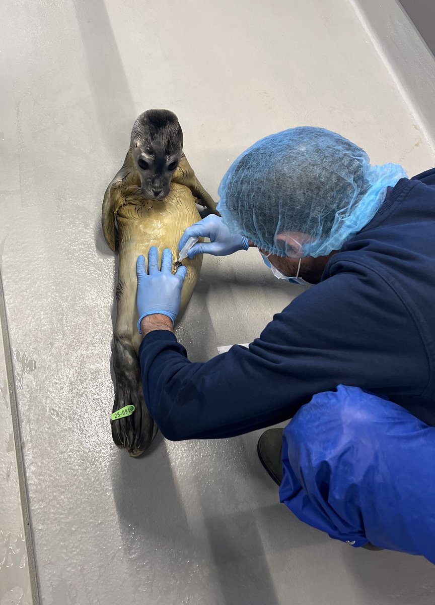 renapoly_93's tweet image. Suckling is an instinctive behavior of many young mammals. It is pure survival instinct. #Seal pups will suckle on everything they can, even from themselves, with the hope to find nutrition.
More details in the pics📸
#アザラシ幼稚園 #WEC #zeehondencetrum