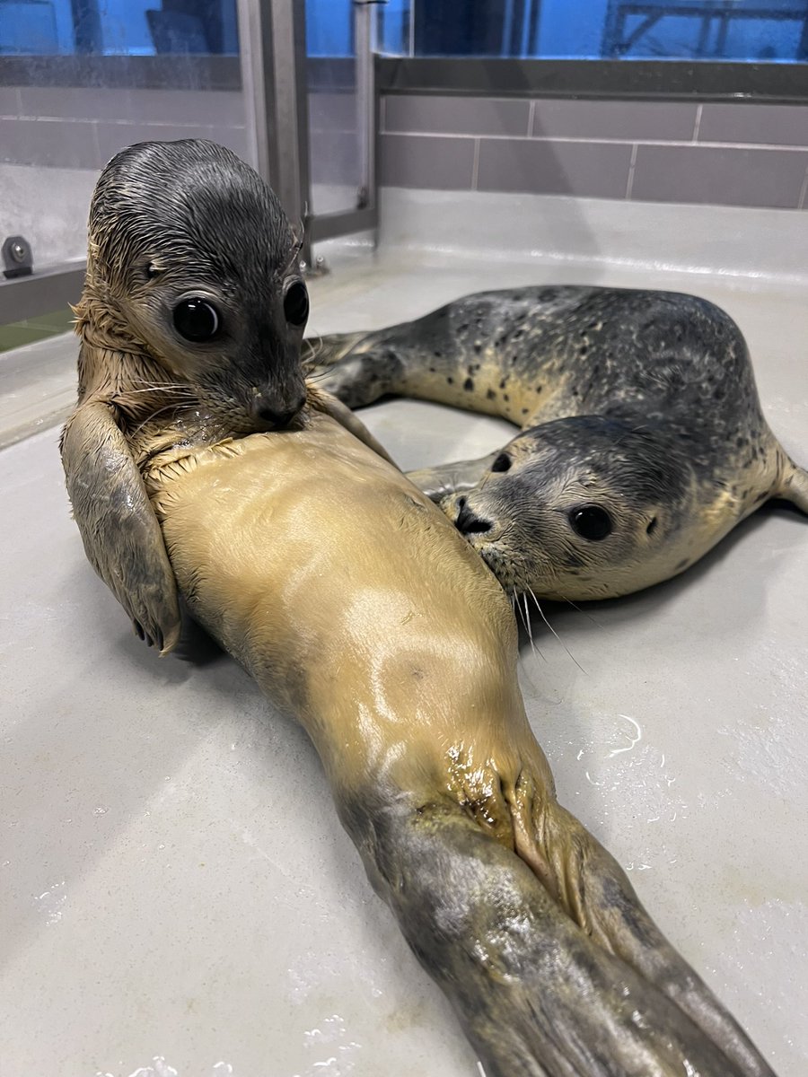renapoly_93's tweet image. Suckling is an instinctive behavior of many young mammals. It is pure survival instinct. #Seal pups will suckle on everything they can, even from themselves, with the hope to find nutrition.
More details in the pics📸
#アザラシ幼稚園 #WEC #zeehondencetrum