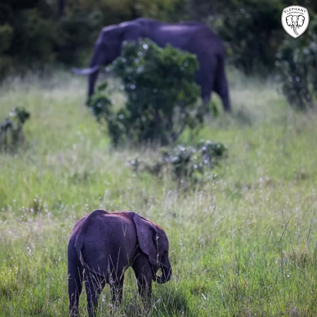 ElephantCoop's tweet image. 🌱 Habitat loss is a leading threat to wildlife.
We work with local communities to protect ecosystems, restore corridors, and plant native species—ensuring a stable future for elephants and their habitats.
#CooperateToCoexist #Elephants #HabitatRestoration #EcoConservation