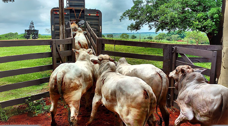 Novas regras devem encarecer transporte de animais; veja o que muda ow.ly/CHCC50Wjy64 via <a href="/comprerural/">Compre Rural 🌱</a>