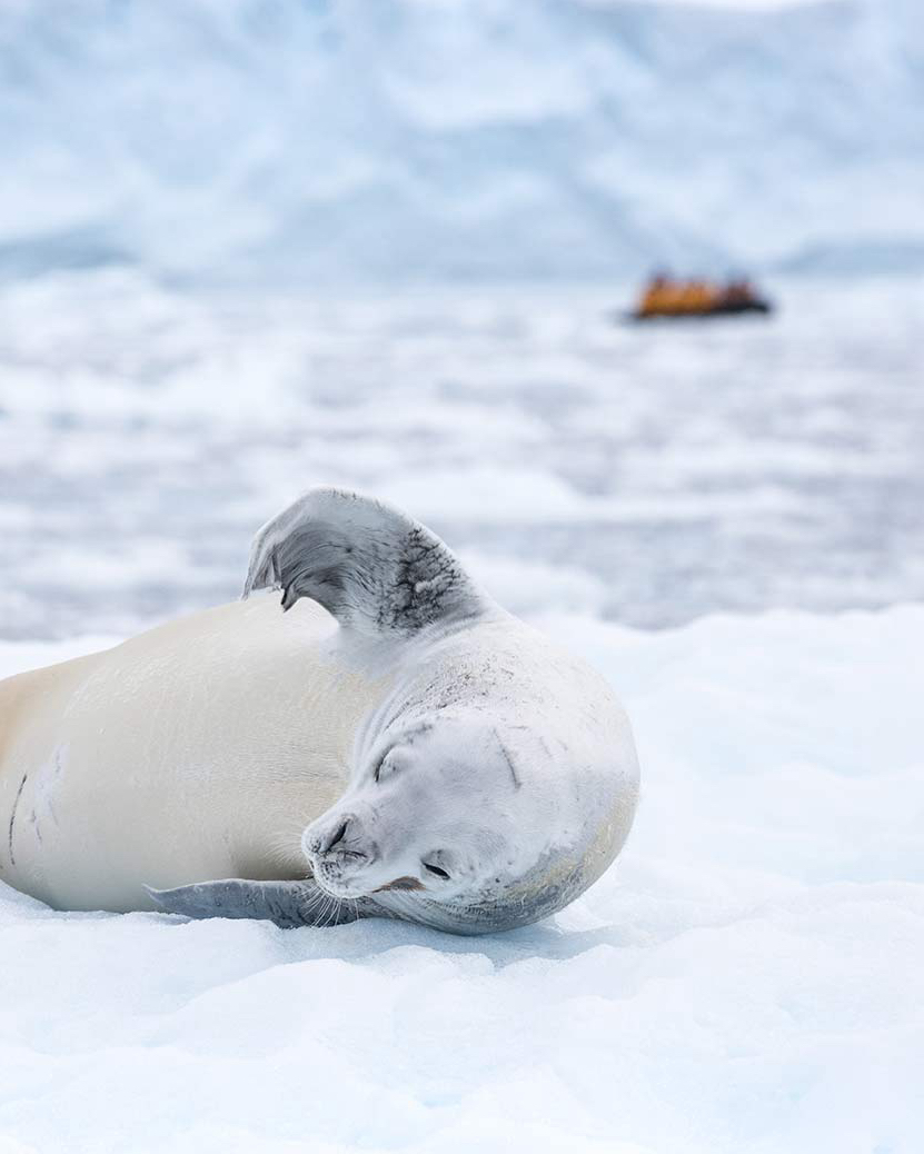 If you could spot just one unforgettable animal in the Polar Regions, what would it be? 

🐻‍❄️ Polar bear on the ice? 
🐋 Whale breaching near your zodiac? 

Or maybe a surprise you never saw coming? 

Tell us about your dream sighting below!