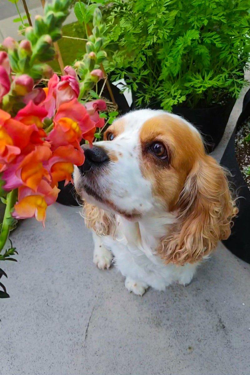 ChannelleLV's tweet image. Can you take a moment from hating Mitch Marner to look at my baby sniffing the flowers I grew? β€οΈ
Follow me on Insta πΈ:
@ lifewithchannelle