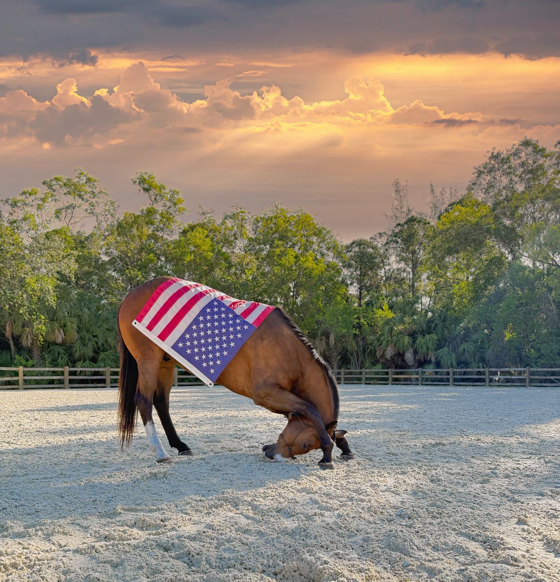 This Fourth of July weekend, even our Mounted Unit is showing off their patriotic side! As we celebrate freedom, let’s also remember to look out for our four-legged friends, fireworks can be frightening for animals. Please celebrate responsibly, protect your pets, and enjoy the