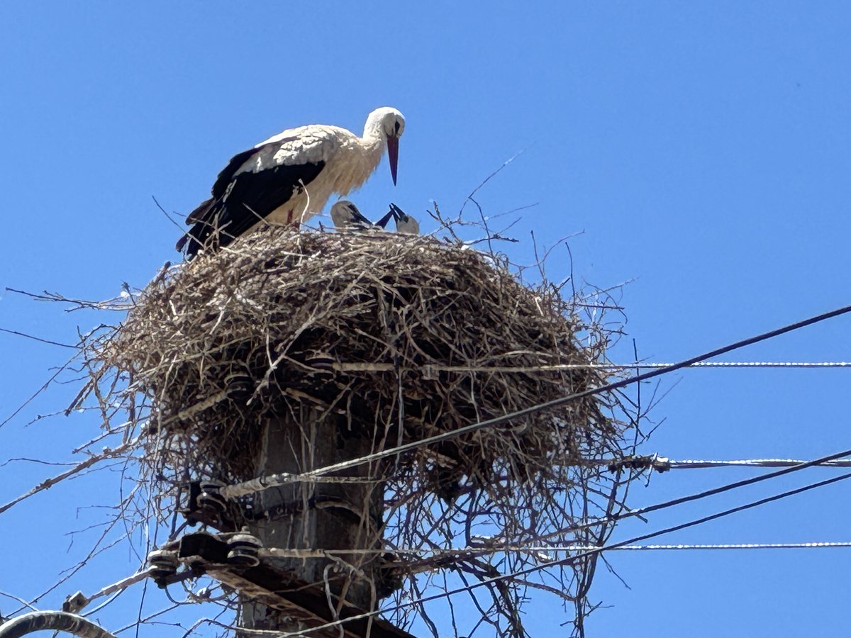 Consano Earth tweet media