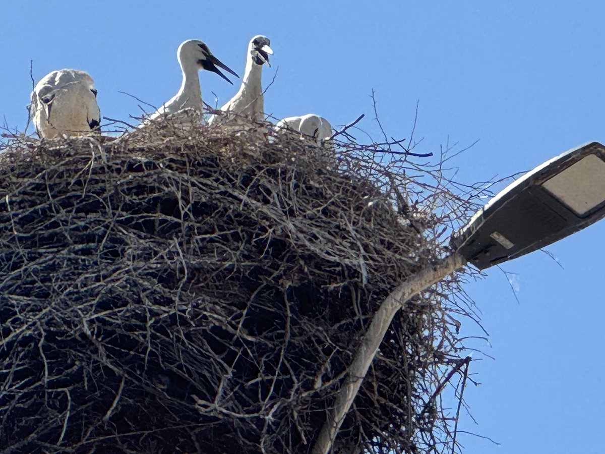 Consano Earth tweet media