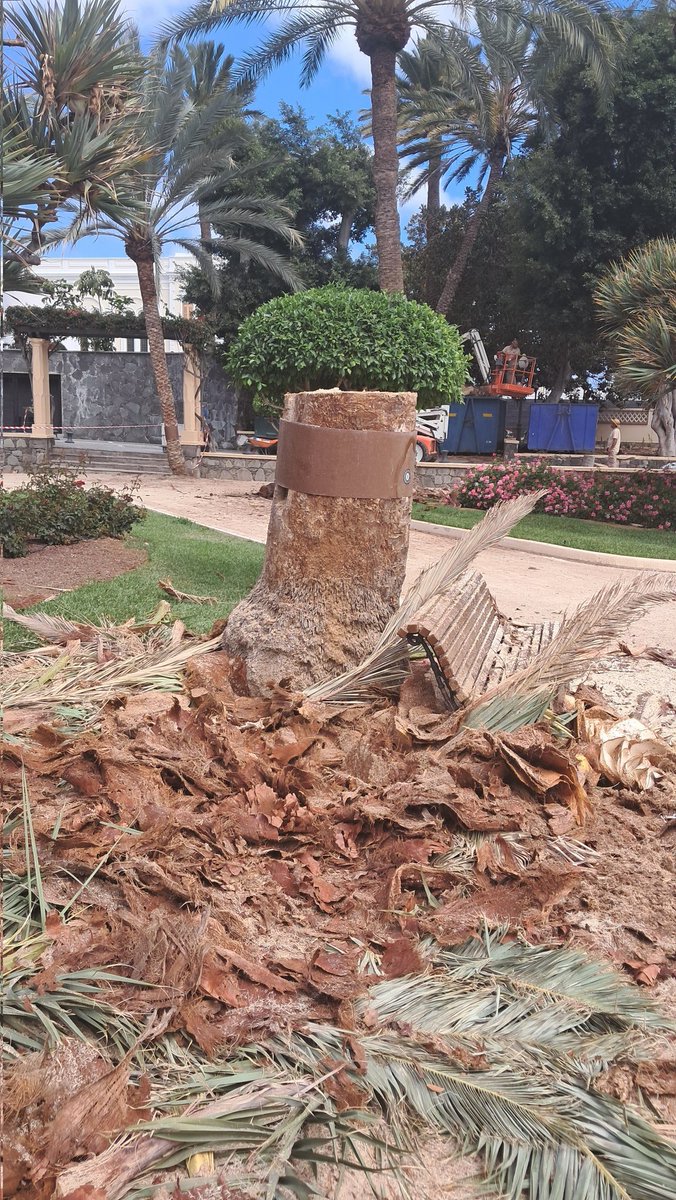 StopArboricidio's tweet photo. El 9 Julio vuelven los conciertos a los jardines del H. Santa Catalina @barcelohoteles y estamos seguros de que eso NO TIENE NADA QUE VER con que el 20 Junio talaran 3 palmeras...

¿Verdad que no es porque impedían ver el escenario y así vender más entradas?
O SÍ @CarolinaDarias? https://t.co/5jf23wPzPM