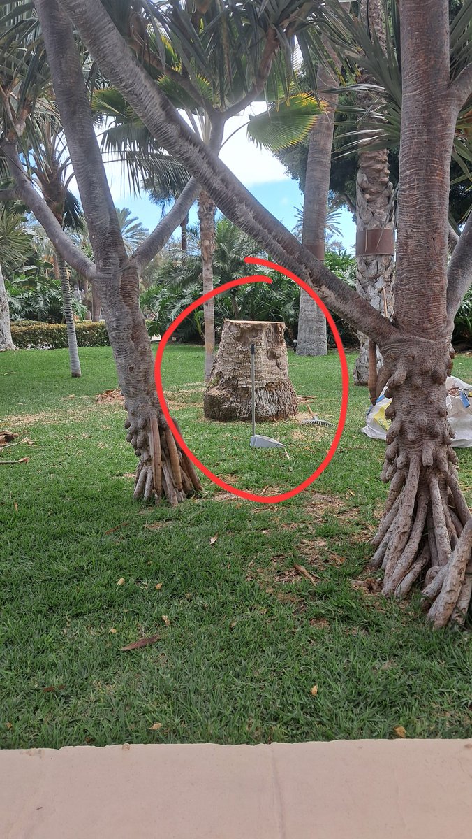 StopArboricidio's tweet photo. El 9 Julio vuelven los conciertos a los jardines del H. Santa Catalina @barcelohoteles y estamos seguros de que eso NO TIENE NADA QUE VER con que el 20 Junio talaran 3 palmeras...

¿Verdad que no es porque impedían ver el escenario y así vender más entradas?
O SÍ @CarolinaDarias? https://t.co/5jf23wPzPM