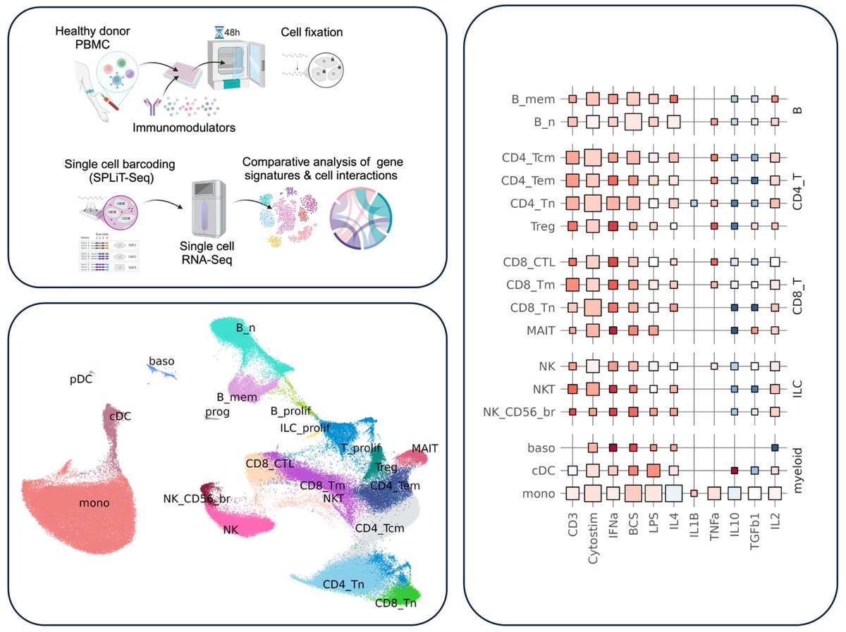Stimulating immune cells in vitro is a common lab model. We profiled 150K blood immune cells treated with 11 different stimuli to compare the effects. The data are freely available for researchers. See the preprint for our findings and to access the data: doi.org/10.1101/2025.0…