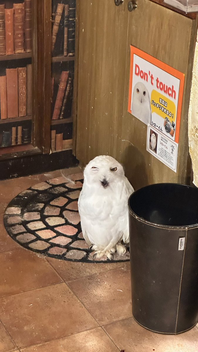写真はバッチリきめるよ！📷

？