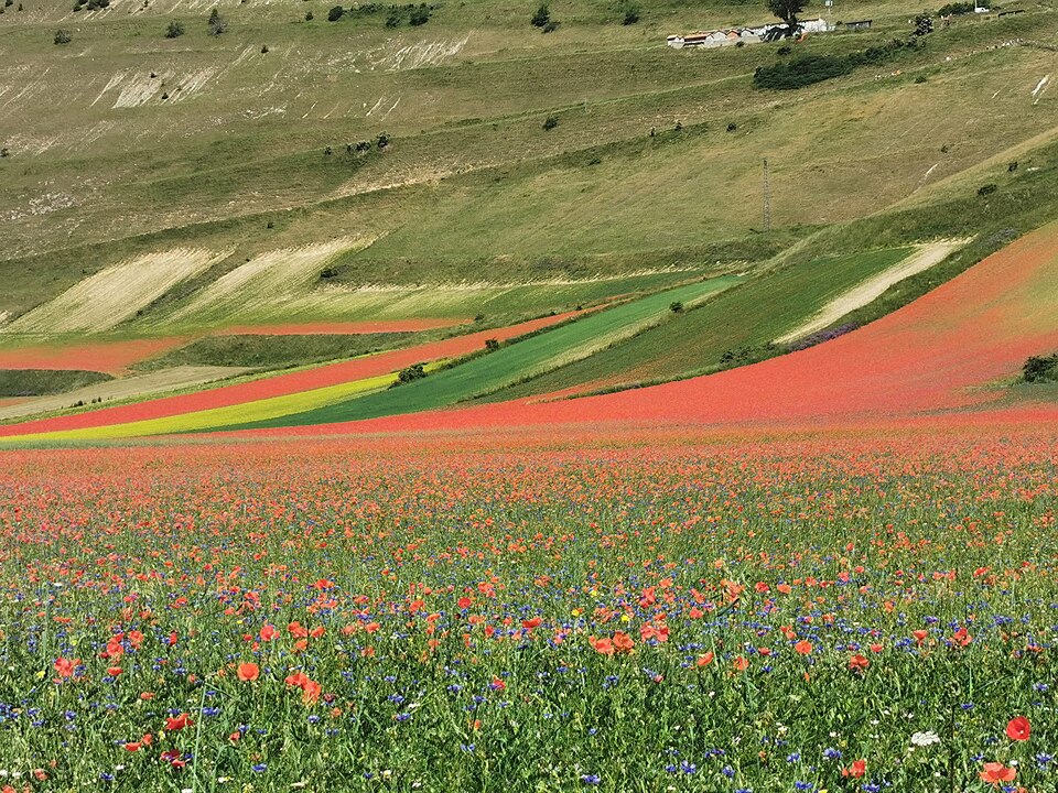 TV2000it's tweet image. #NEWS - Per il grande #caldo niente fioritura delle #lenticchie a #CastellucciodiNorcia,
colpa della prolungata #siccità che ha colpito l'altopiano dei monti #Sibillini.

La fioritura avviene generalmente tra fine maggio e la metà di luglio, con il culmine tra la seconda metà di