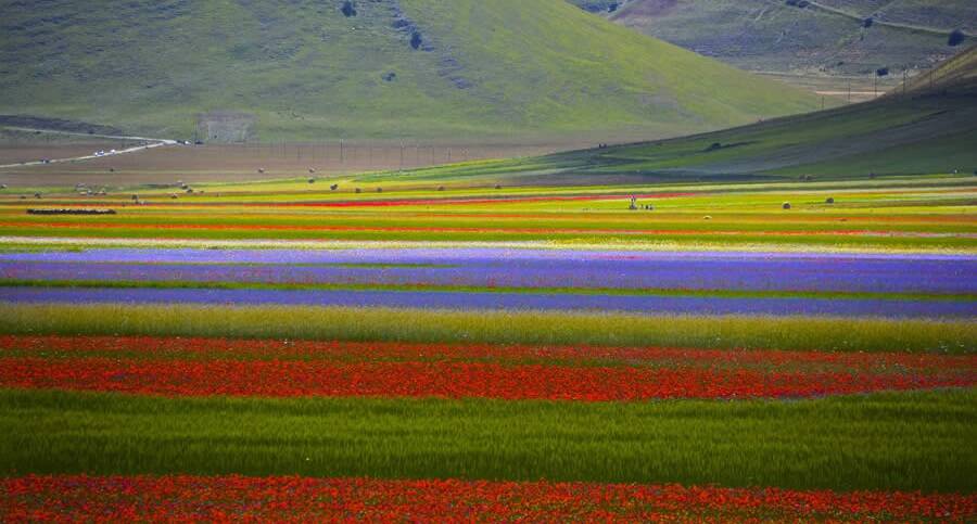 TV2000it's tweet image. #NEWS - Per il grande #caldo niente fioritura delle #lenticchie a #CastellucciodiNorcia,
colpa della prolungata #siccità che ha colpito l'altopiano dei monti #Sibillini.

La fioritura avviene generalmente tra fine maggio e la metà di luglio, con il culmine tra la seconda metà di