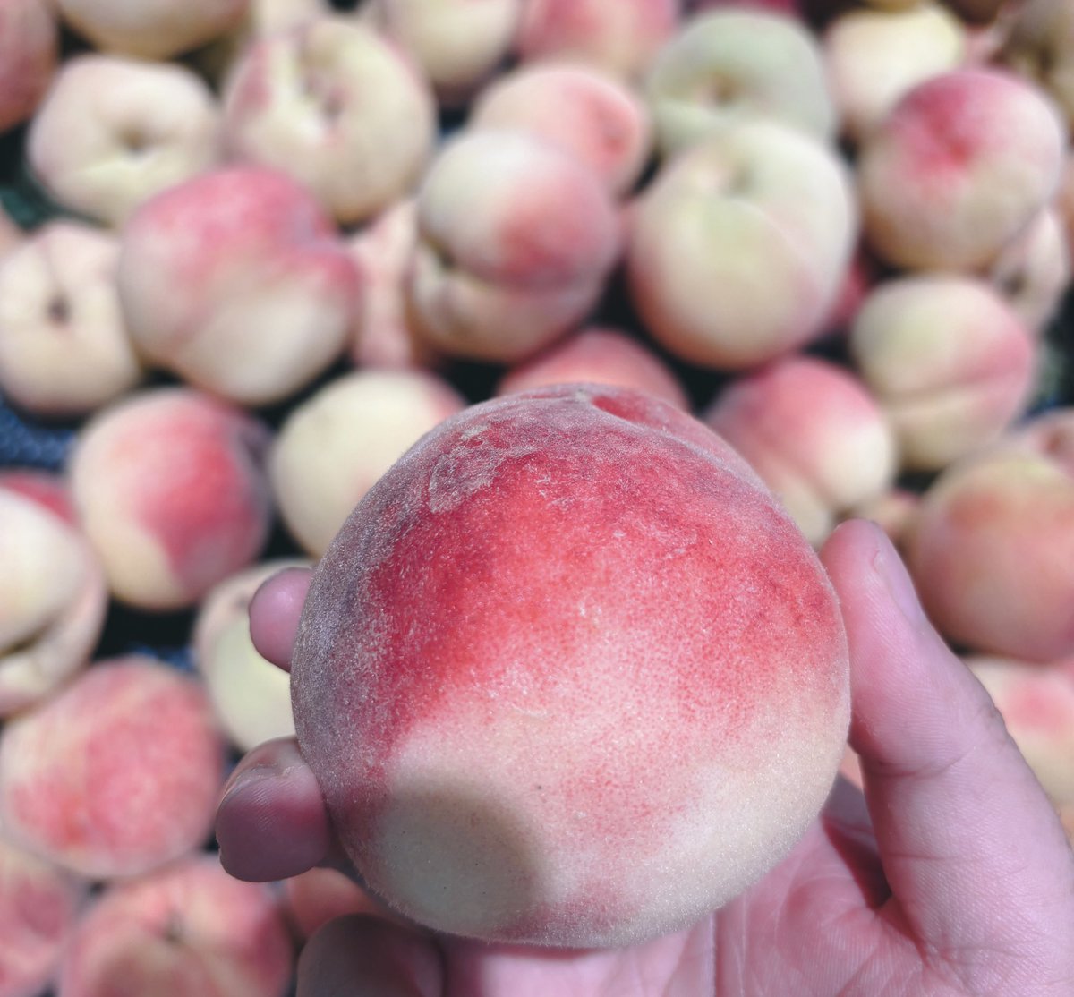 是不是一样的配色🍑