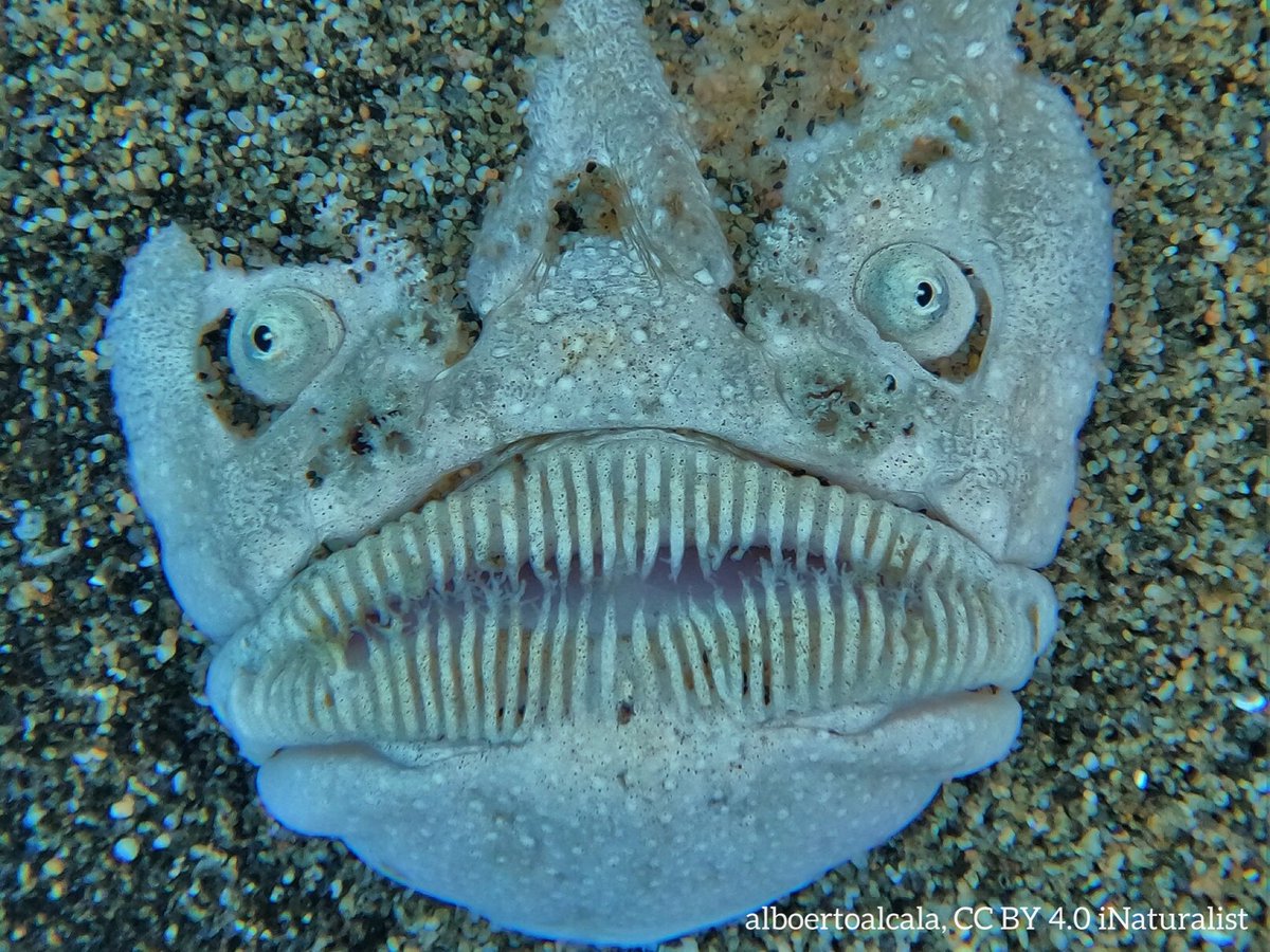 AMNH's tweet image. My my… what big teeth you have! Meet the Pacific stargazer, an ambush hunter spends most of its life buried beneath the sand. Its upturned face allows it to see even when most of its body is concealed. And? It's capable of stunning prey with electrical shocks of up to 50 volts!