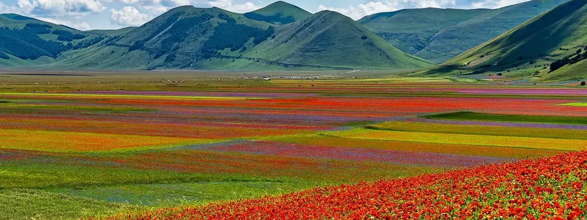 TV2000it's tweet image. #NEWS - Per il grande #caldo niente fioritura delle #lenticchie a #CastellucciodiNorcia,
colpa della prolungata #siccità che ha colpito l'altopiano dei monti #Sibillini.

La fioritura avviene generalmente tra fine maggio e la metà di luglio, con il culmine tra la seconda metà di