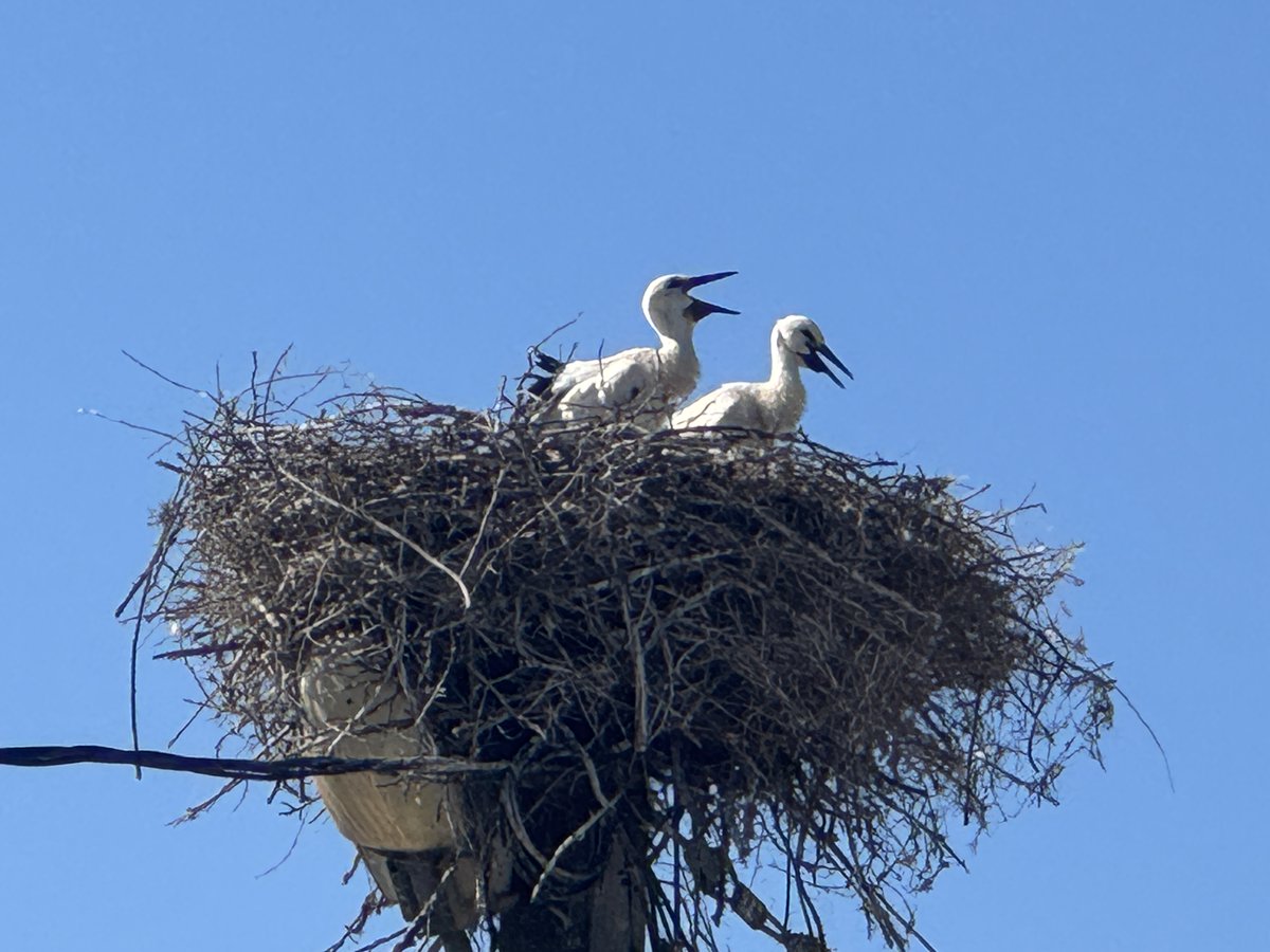 Consano Earth tweet media