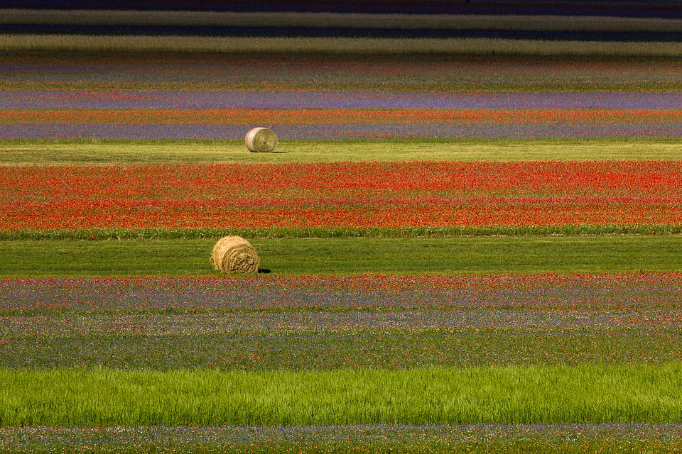TV2000it's tweet image. #NEWS - Per il grande #caldo niente fioritura delle #lenticchie a #CastellucciodiNorcia,
colpa della prolungata #siccità che ha colpito l'altopiano dei monti #Sibillini.

La fioritura avviene generalmente tra fine maggio e la metà di luglio, con il culmine tra la seconda metà di
