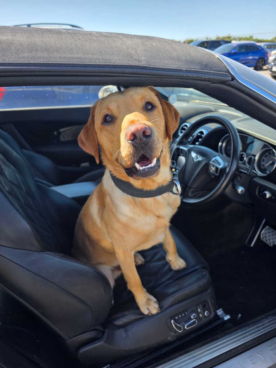 TPD Obi is finishing week 7 of his course! The smile says it all, he is thoroughly enjoying it. #searchdog #labrador #policedog #inthedriversseat