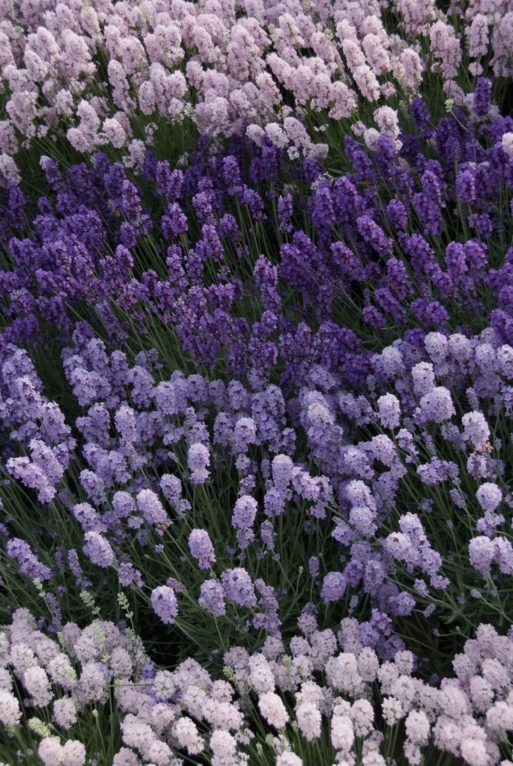 violet✧*｡ (@violettweets_) on Twitter photo 