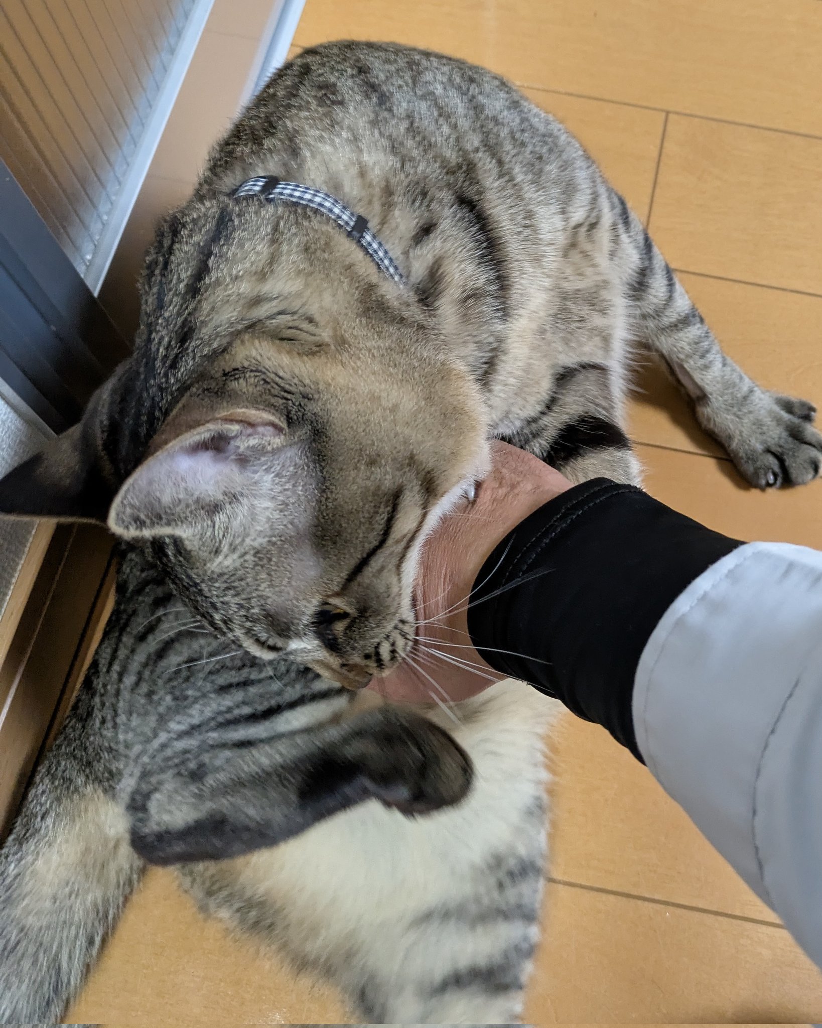 A cat playing tag with his older brother and almost getting
