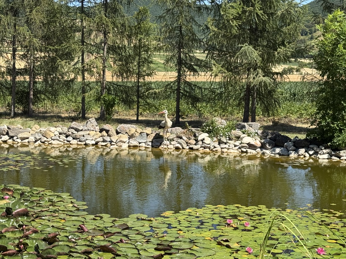 Consano Earth tweet media