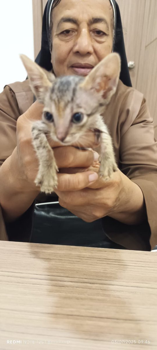 Urgente gatico bebé se lo encontró una persona pero mañana se va para Cumaná y no quiere dejarlo en la calle. Si deseas adoptar envianos un DM. Nos encargamos de su esterilización. #islademargarita