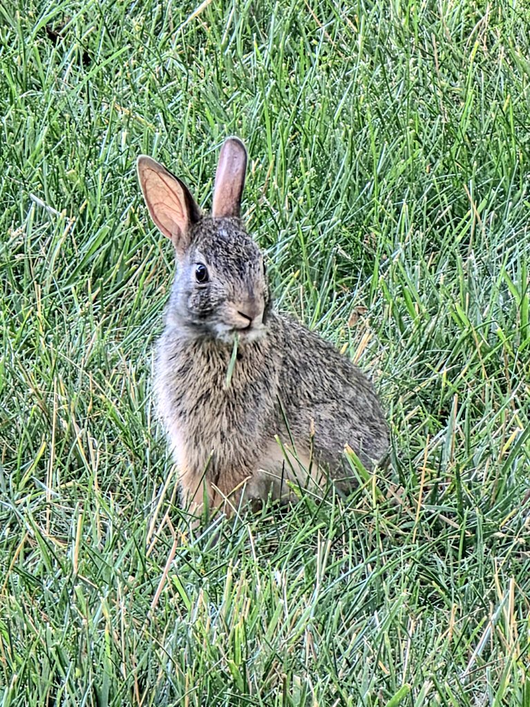 Only 4 inches high! Micro bunny!