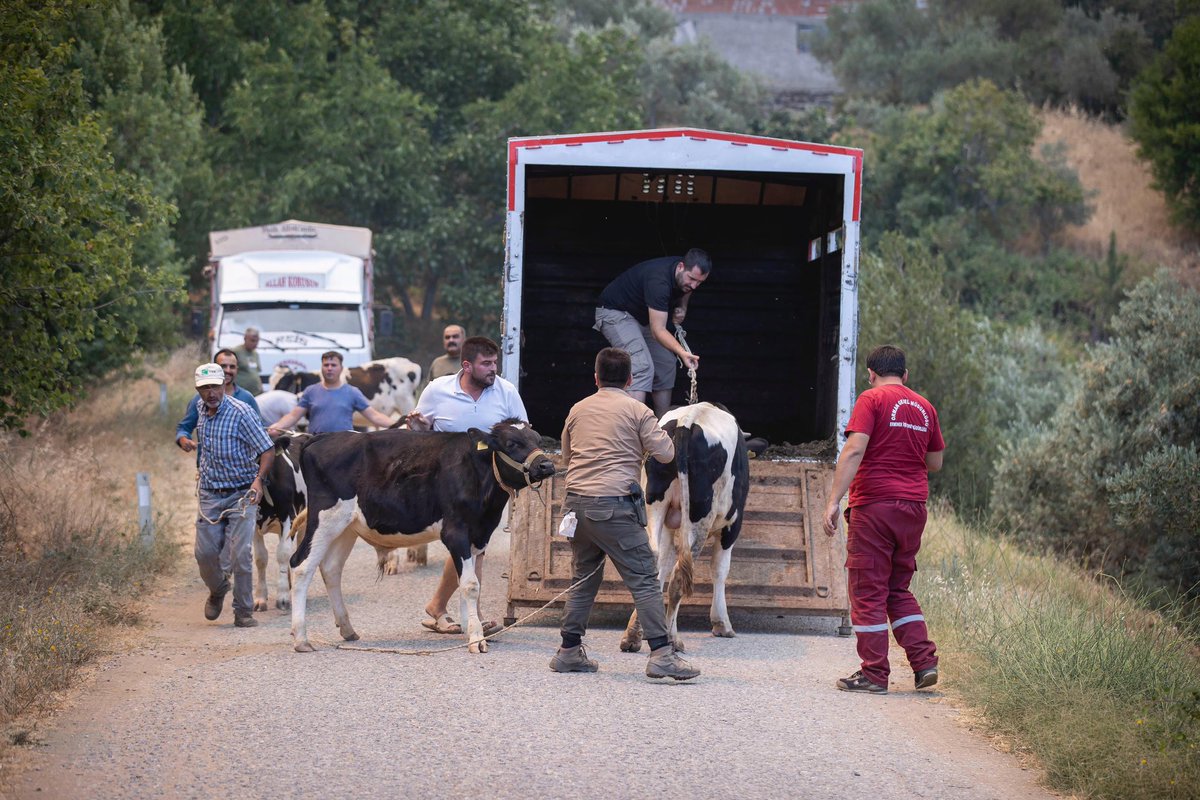 Dünden beri hem Çeşme'de hem de Ödemiş'te çıkan orman yangınlarına İzmir Büyükşehir Belediyesi İtfaiyesi, İZSU, Orman Bölge Müdürlüğü, AFAD, jandarma, emniyet, çevre il ve ilçe belediyelerinden gelen ekipler olarak canla başla müdahale ediyoruz.

Çeşme'de şiddetli rüzgarın da