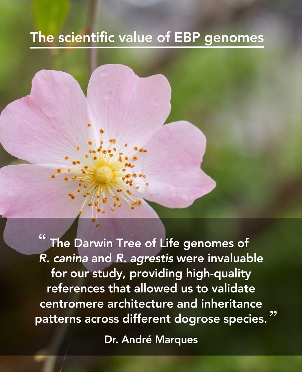 (1/2) 🌍 EBP-affiliated projects worldwide are assembling genomes across the Tree of Life—building a global reference library to accelerate research, unlock evolutionary insights, and drive biotechnological breakthroughs for the benefit of all.
🌸Take a look into this recent