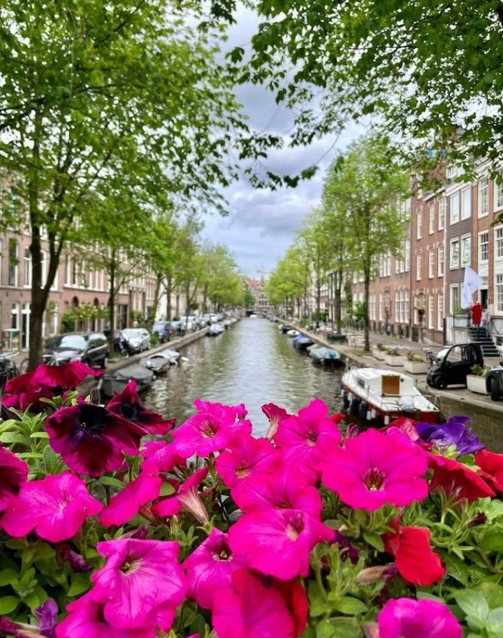 Petals &amp; canals 🌸✨
When Amsterdam gives you blooms and boats in perfect harmony, you stop and soak it all in.

📍 Location: Amsterdam, Netherlands
📸 Credit: @travelwithej

#AmsterdamViews #CanalSideBeauty #NetherlandsTravel #FlowerFramed #PetalPerfection #EuropeanCharm