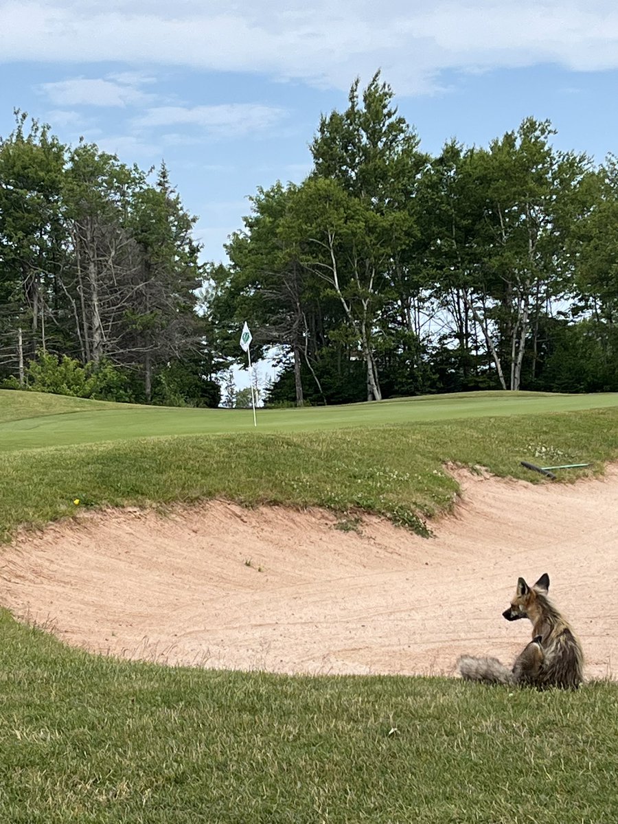 If you’re in a bunker use a rake before playing on…you never know who’s watching!! #respecttheplayersbehindyou  <a href="/BenKing_20/">BK</a>