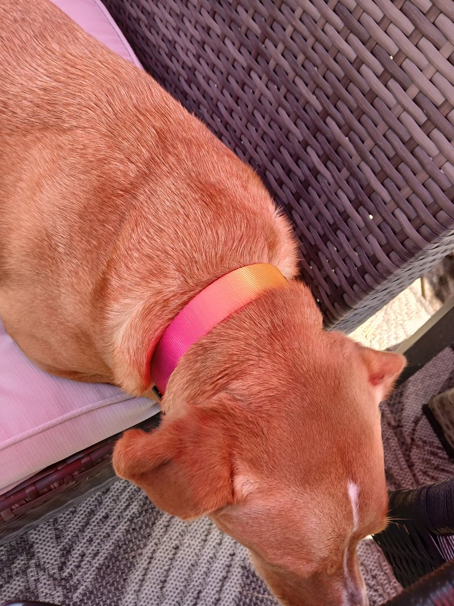 suereformer's tweet image. Layla is looking pretty in her new shiny collar. #rescuedog #potcake #Bahamas #petsmart @PetSmart