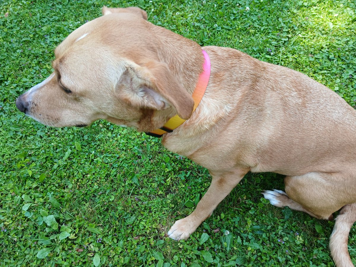 suereformer's tweet image. Layla is looking pretty in her new shiny collar. #rescuedog #potcake #Bahamas #petsmart @PetSmart