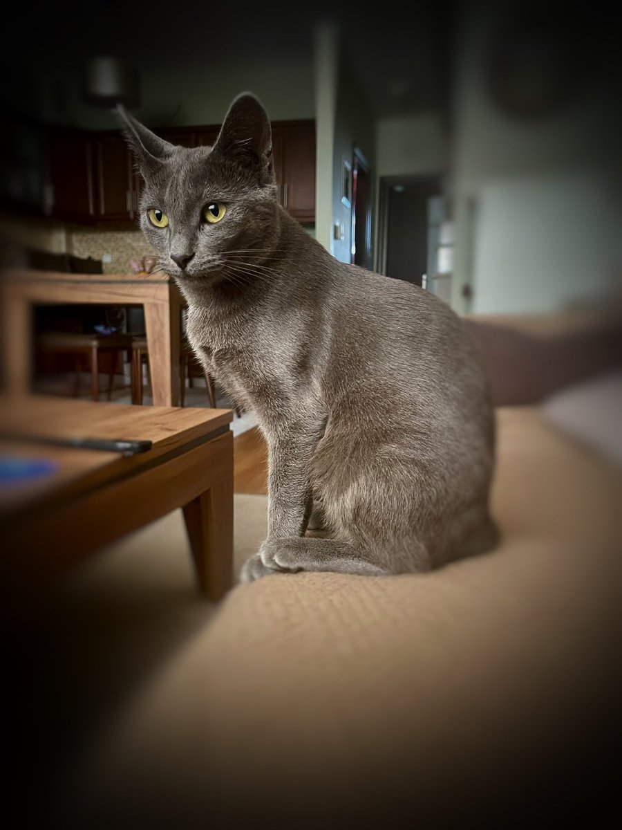 Margari59997947's tweet image. #challenge_κατοικιδιο

Σύλβη ..το τελευταίο μας διαμαντάκι …!!!!