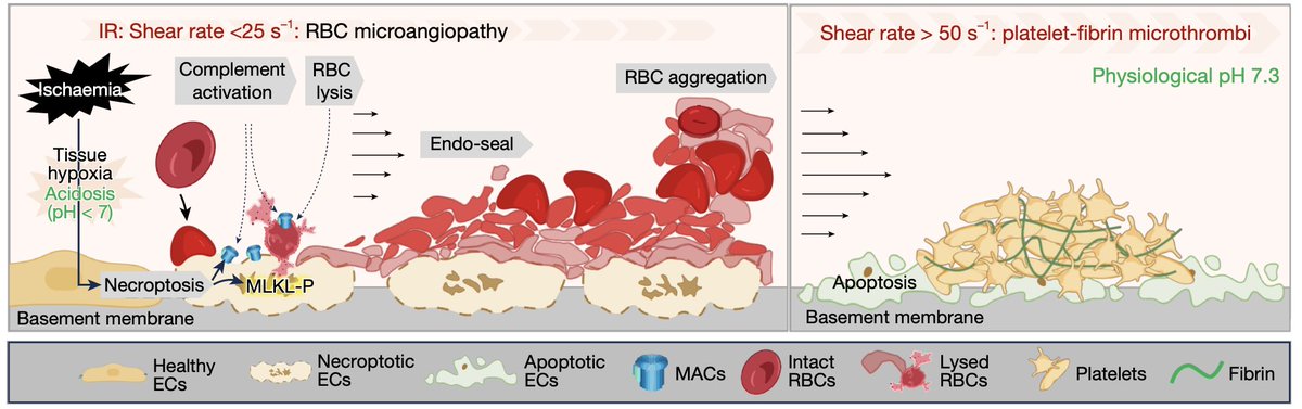 MatthiasNahrend's tweet image. spectacular paper out in @Nature describes how red blood cells can seal endothelial leaks and how this can go wrong
rdcu.be/euGaz