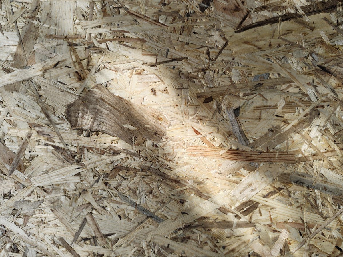 Introducing "Oriented Strand Bullshit" 
- my generative collection of OSB textures and structural details minted on <a href="/objktcom/">objkt</a>.

A love letter to bad booths, fast architecture and the surface-level chaos of late capitalism.
100% wood. 0% soul.
#objkt #generativeart

It's <a href="/zancan/">zancan 🌿</a> x