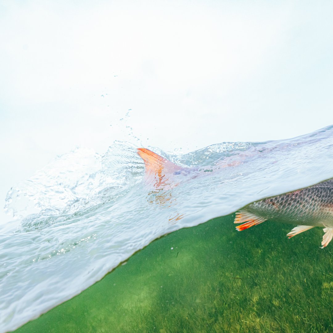 Physically at work, but mentally we're all out here fishing, right?

📸: Mac Elliott Media 

#JoinCCA #CCATexas