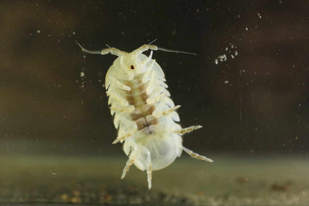 Isopodos  (cochinillas) terrestres y acuáticos cavernícolas de Colombia: 20 especies y nuevos registros, incluyendo troglobios. Lopez-Orozco y col. <a href="/cmlo_1610/">CARLOS MARIO LOPEZ OROZCO</a>. Pronto libro 📕 Biodiversidad cavernícola de Colombia <a href="/U_ElBosque/">Universidad El Bosque</a> <a href="/inst_humboldt/">Instituto Humboldt</a> <a href="/espeleocol/">Asociación Espeleológica Colombiana - ESPELEOCOL</a>