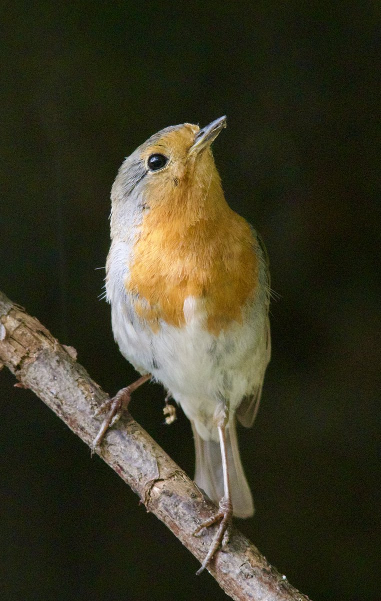 Female chaffinch and robin near my feeders this week. <a href="/teesbirds1/">teesbirds</a> <a href="/teeswildlife/">Tees Wildlife</a> <a href="/RSPBSaltholme/">RSPB Saltholme</a> <a href="/Natures_Voice/">RSPB</a> <a href="/RSPBEngland/">RSPB England</a> <a href="/Woodybirder/">Nick Wright</a> <a href="/Martin_Davis7/">Martin Davis</a>