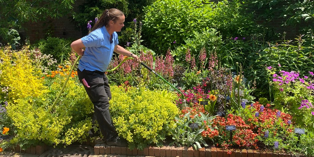 Young plants—anything planted in the last two to three years—are vulnerable in heat, as they haven’t developed deep roots. To help them thrive, water deeply once a week rather than relying on light, frequent sprinklings.