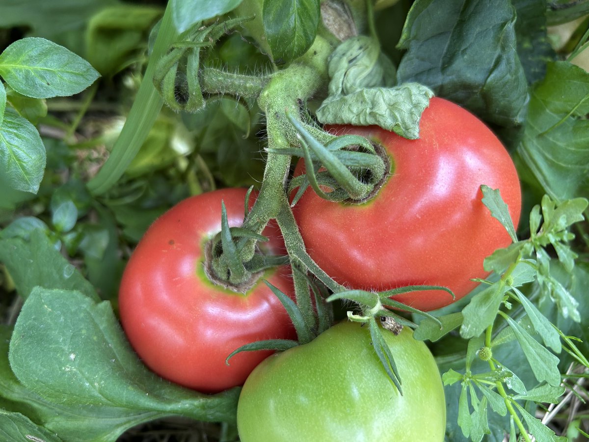 せっせと収穫する毎日で忙しくしております

今年はトマトも植えてみた🍅
パスタに使うと絶品なんだなぁ

他にもナス、オクラ、カボチャなど…

きゅうりやスイカなど頂く作物は植えないスタイル。笑