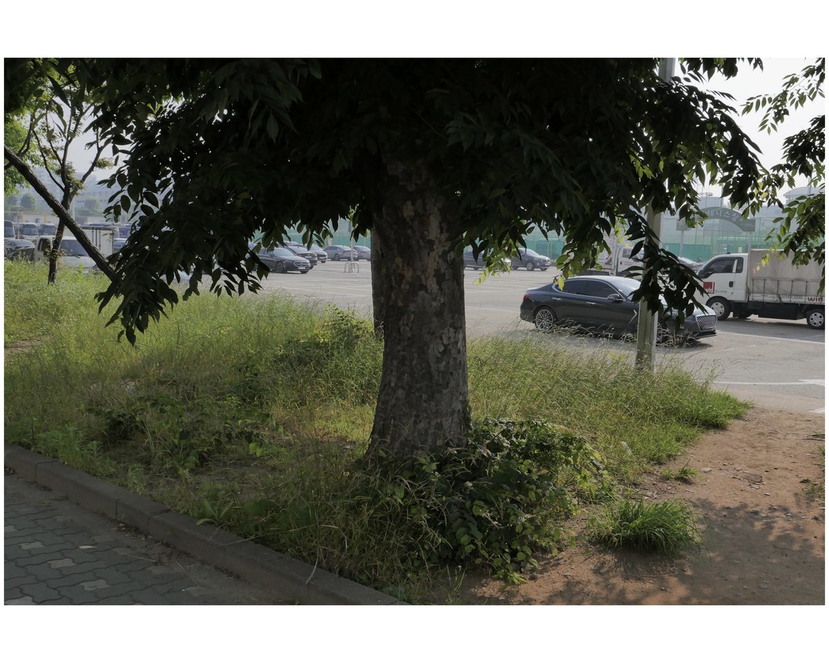 yeouiok's tweet image. 요즘은 초록이 자꾸 눈에 들어온다.
늘 뭔가 해야만 하는 일상 속에서
문득, 숨 돌릴 곳이 그리워진다.
아무것도 하지 않아도 괜찮다고
말해주는 풍경 앞에서
비로소 멈춘다.

#GreenSpaces
#BreatheWithNature
#dailysnap
#Leica
#라이카dlux8