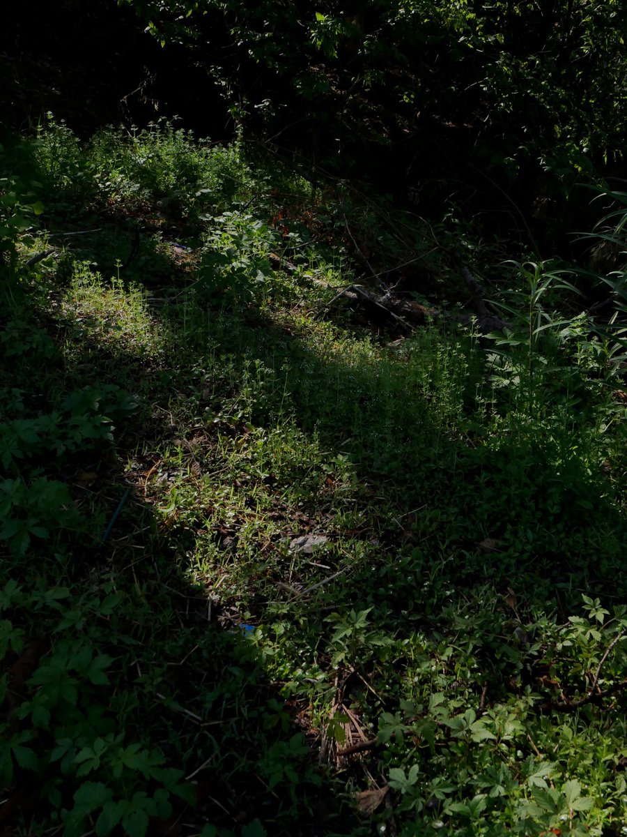 yeouiok's tweet image. 요즘은 초록이 자꾸 눈에 들어온다.
늘 뭔가 해야만 하는 일상 속에서
문득, 숨 돌릴 곳이 그리워진다.
아무것도 하지 않아도 괜찮다고
말해주는 풍경 앞에서
비로소 멈춘다.

#GreenSpaces
#BreatheWithNature
#dailysnap
#Leica
#라이카dlux8