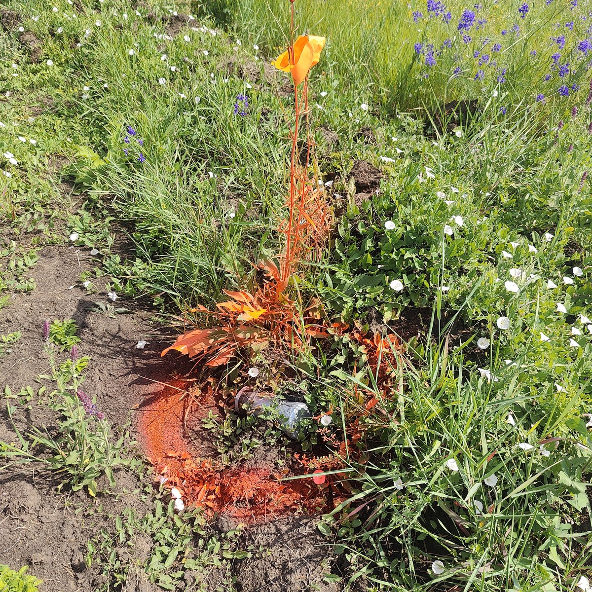 Näitä riittää <a href="/fineod/">Fineod Oy</a>  poistettavaksi. Tämän kertainen operatio päättyy ja aloitamme uuden rahoittamis menetelmät. Joukoille hankittiin dronetorjuntaan koulutusmateriaaleja. Henkiä  Palkkojq eikä pv-rahoja maksella majoityiminen oli ystävien luona. FinEOD.com